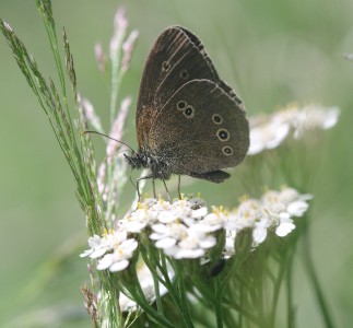Sachsen, Feuchtbiotop, 350 m ü.M.:Bläuling