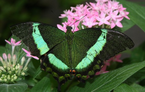 Emerald Swallowtail Butterfly (Papilio palinurus) showing its age at the Metro Toronto Zoo.