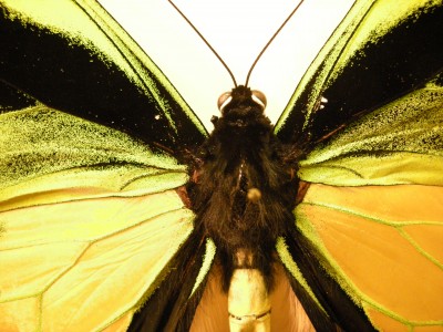 Ornithoptera (detail). Part of Don Ehlen's 