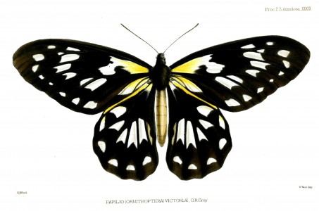 Ornithoptera victoriae