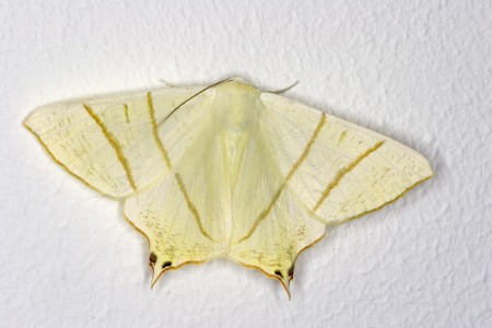 Swallow-tailed Moth