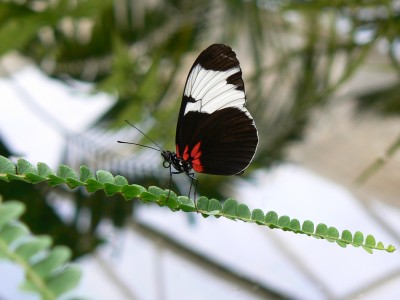 Un papillon sur une plante dans le Jardins des Papillons à Grevenmacher au Grand-Duché de Luxembourg.