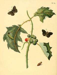Illustration of: unidentified Papilio species, described as Papilio bromius