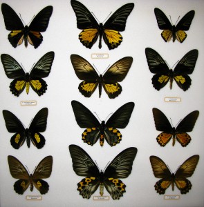 Troides collection
