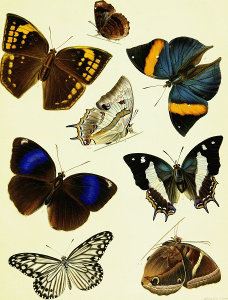 A Descriptive catalogue of the lepidopterous insects contained in the Museum of the honourable East-India company, illustrated by coloured figures of new species and of the metamorphosis of Indian (20620328880)