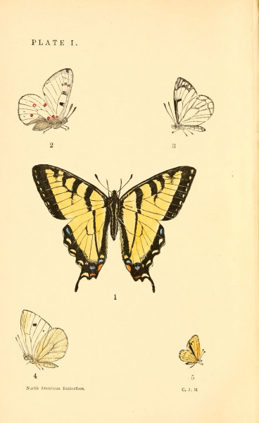 A manual of North American butterflies (Plate I) (6358232115)
