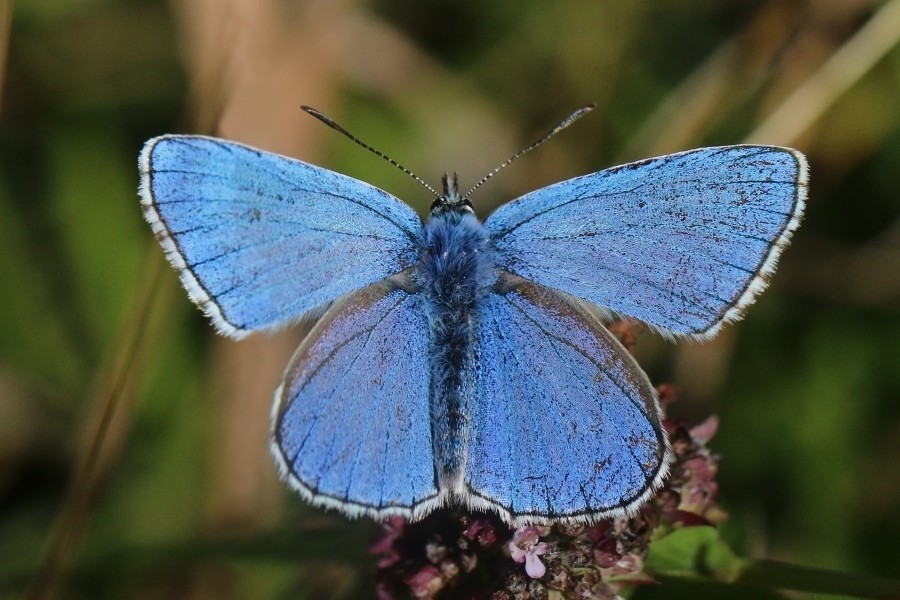 Adonis blue (Polyommatus bellargus) male 4