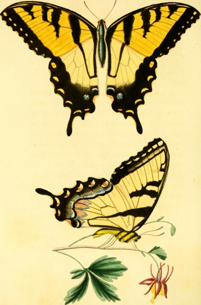 American entomology, or Descriptions of the insects of North America - illustrated by coloured figures from original drawings executed from nature (1824) (18119880351)