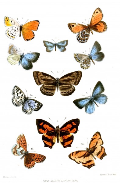 AsianLepidoptera1Mintern 1874