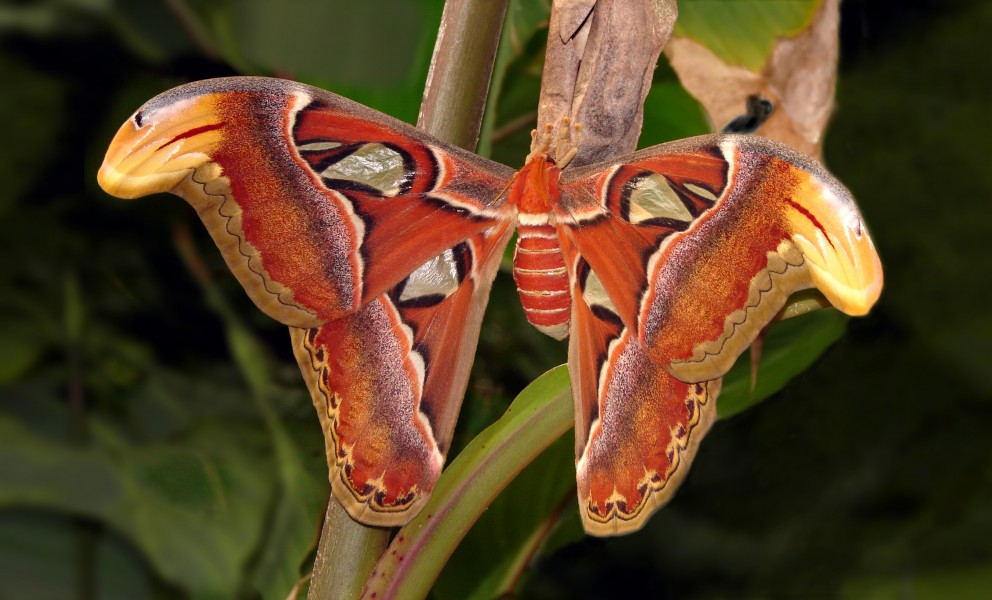 the Atlas moth (Attacus atlas)