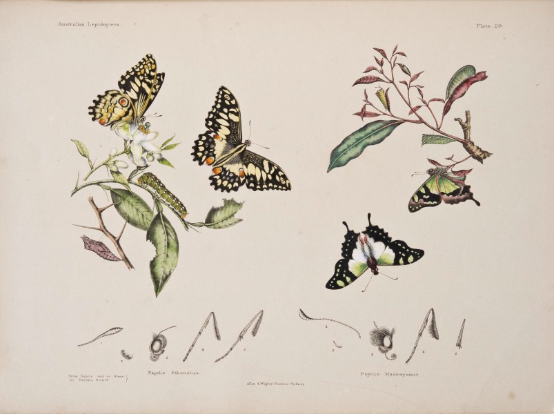 Australian lepidoptera and their transformations, drawn from the life (6305956280)