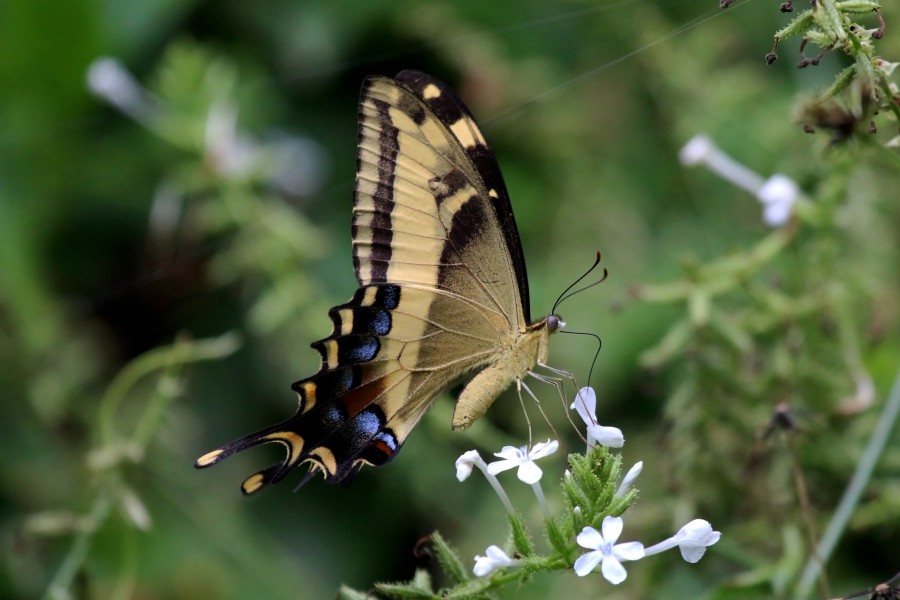 Bahamian swallowtail (Papilio andraemon) underside