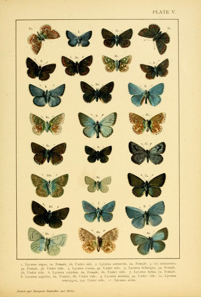 British and European butterflies and moths (Macrolepidoptera) (Plate V) (6466288855)