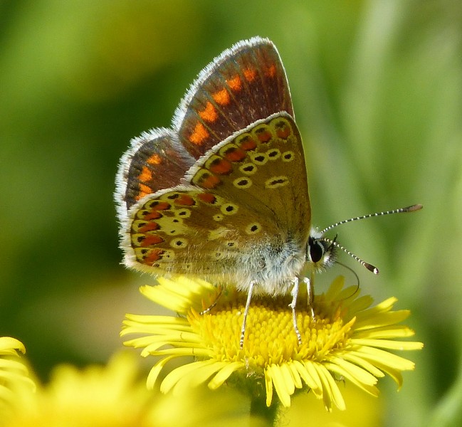 Brown Argus. Aricia aegestis - Flickr - gailhampshire