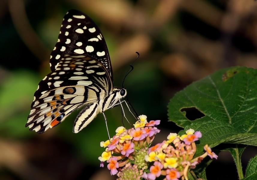 Butterfly at Surat