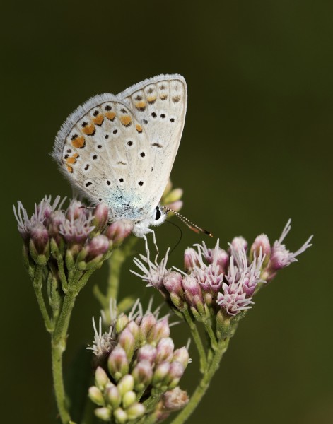 Butterfly Common Blue - Polyommatus icarus 2