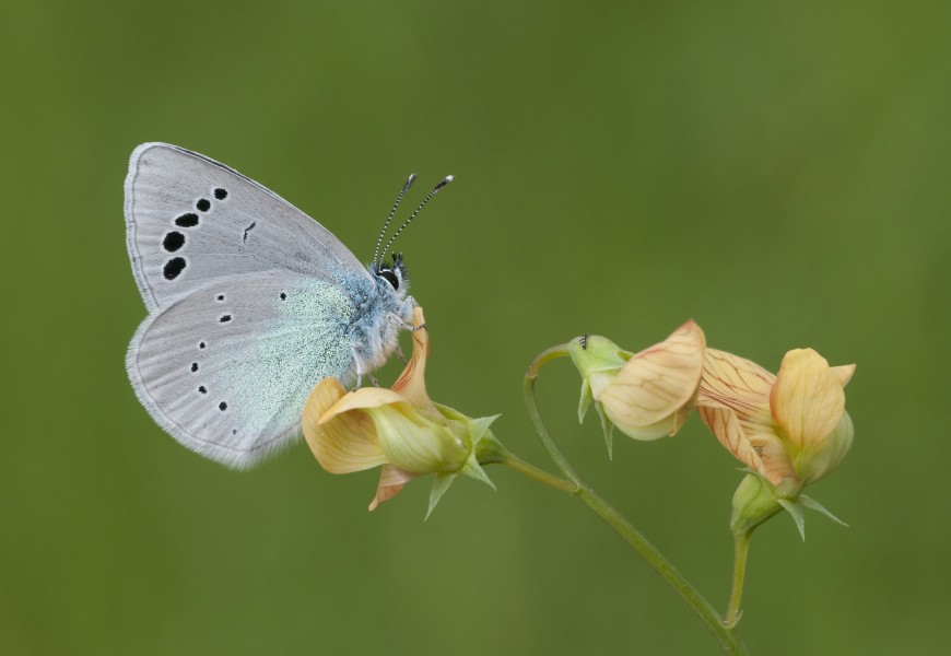 Butterfly Green-underside Blue - Glaucopsyche alexis 01
