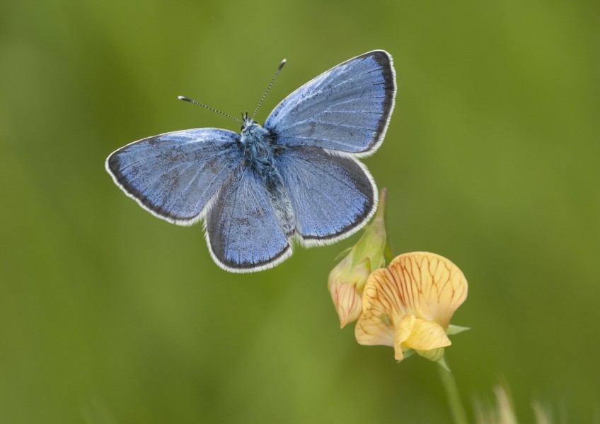 Butterfly Green-underside Blue - Glaucopsyche alexis 02