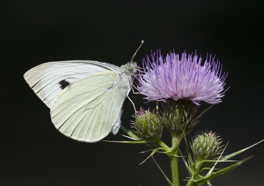 Butterfly Large White - Pieris brassicae 02