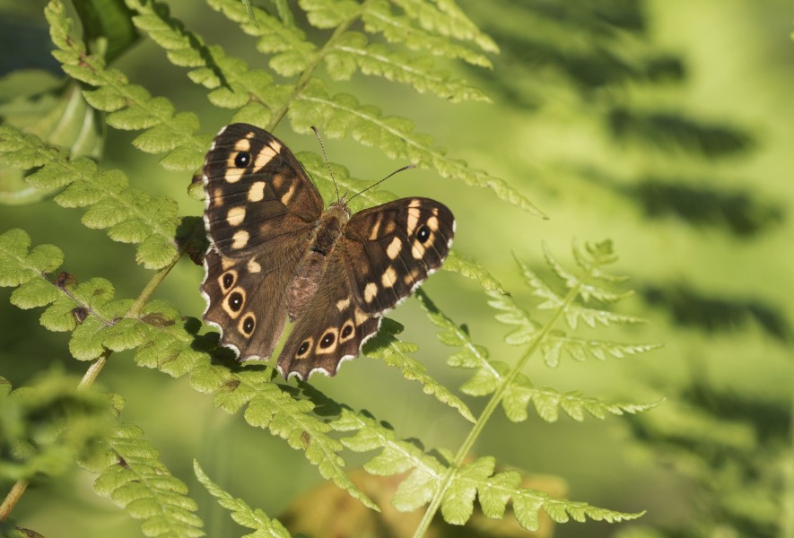 Butterfly Speckled Wood - Pararge aegeria 02