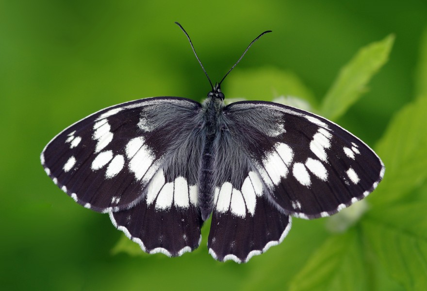 Butterfly Syrian Marbled White - Melanargia syriaca