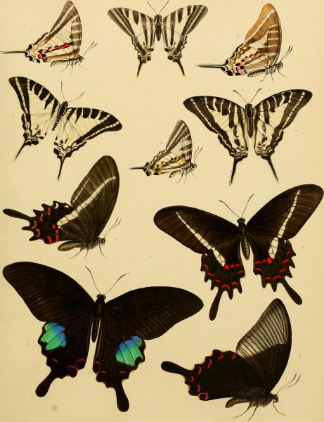 Catalogue of lepidopterous insects in the collection of the British Museum (1852) (14742675806)
