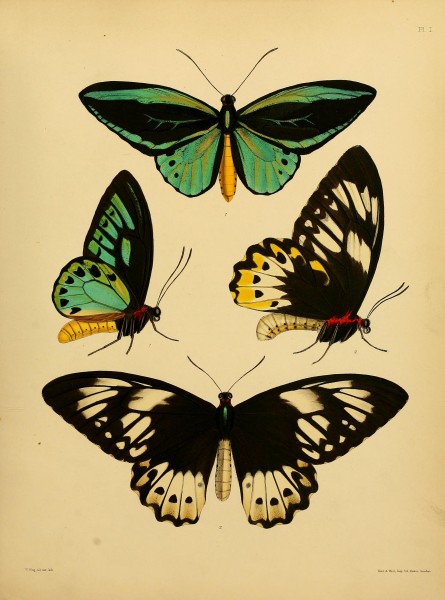 Catalogue of lepidopterous insects in the collection of the British Museum (Plate I) BHL32540097