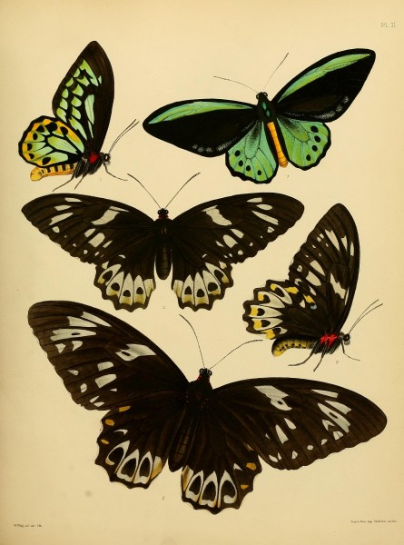 Catalogue of lepidopterous insects in the collection of the British Museum (Plate II) BHL32540099