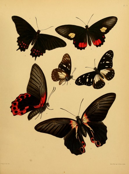 Catalogue of lepidopterous insects in the collection of the British Museum (Plate V) BHL32540105