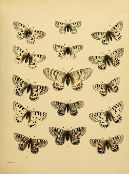 Catalogue of lepidopterous insects in the collection of the British Museum (Plate XII) BHL32540121