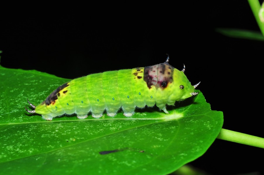 Caterpillar, probably Graphium agamemnon (8416570425)