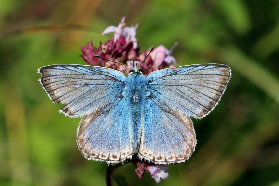 Chalkhill blue butterfly (Polyommatus coridon) male worn
