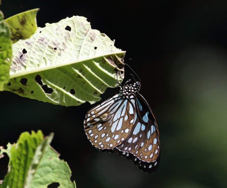 Close wing position of Male Tirumala limniace Cramer, 1775 – Blue Tiger WLB1E7A1862