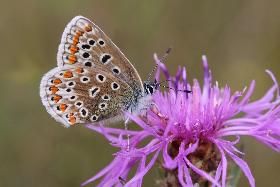Common blue butterfly (Polyommatus icarus) female underside 2