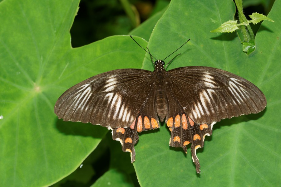 Common Mormon Papilio polytes-Kadavoor-2016-07-09-002