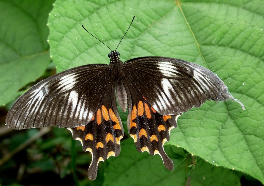 Common Mormon Papilio polytes Female Form Romulus by kadavoor