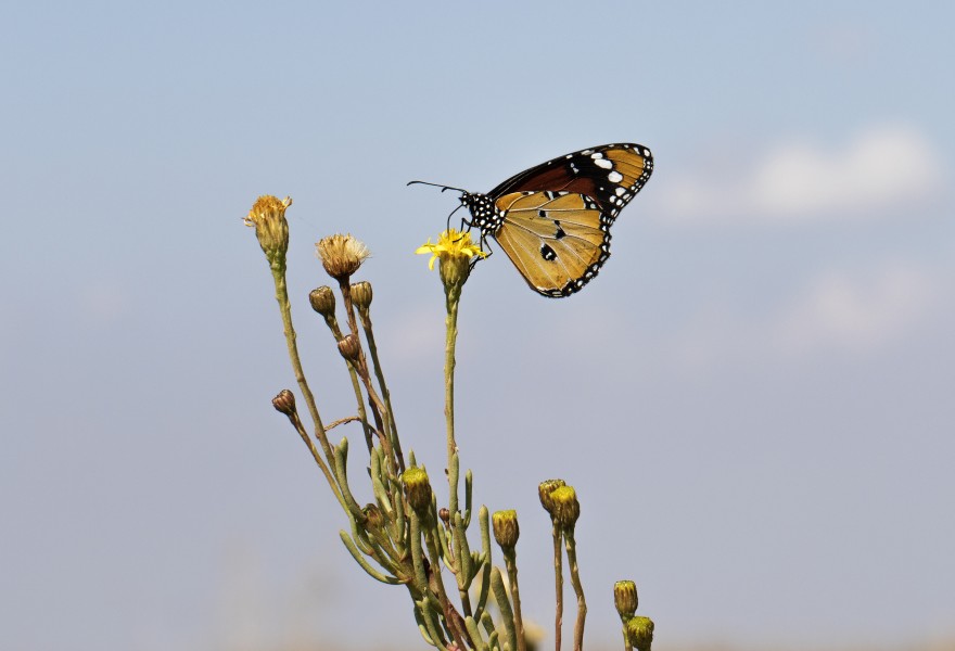 Danaus chrysippus - African monarch 14-2