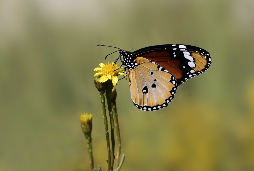 Danaus chrysippus - African monarch 18-1
