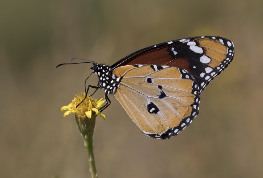 Danaus chrysippus - African monarch 20-1