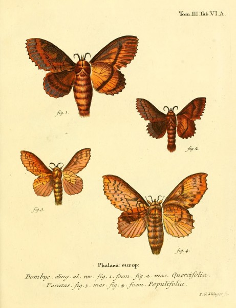 Die Schmetterlinge in Abbildungen nach der Natur (10311353013)