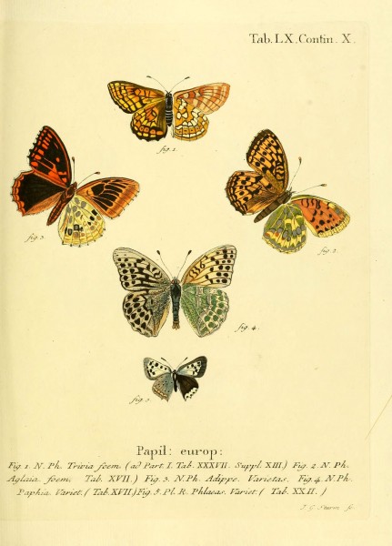 Die Schmetterlinge in Abbildungen nach der Natur (Tab. LX) (6103311674)