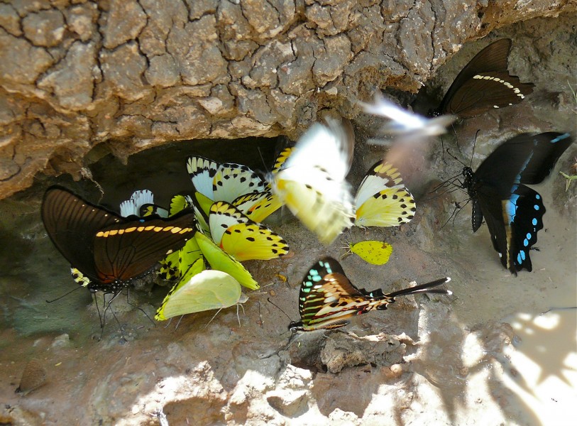 Drinking Butterflies - 3 Van Someren's Green-banded Swallowtails (Papilio interjectana), 1 Small Striped Swordtail (Graphium policenes) and Pieridae (18160450292)