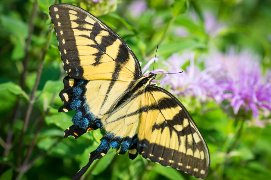 Eastern Tiger Swallowtail (Papilio glaucus) (19234015432)