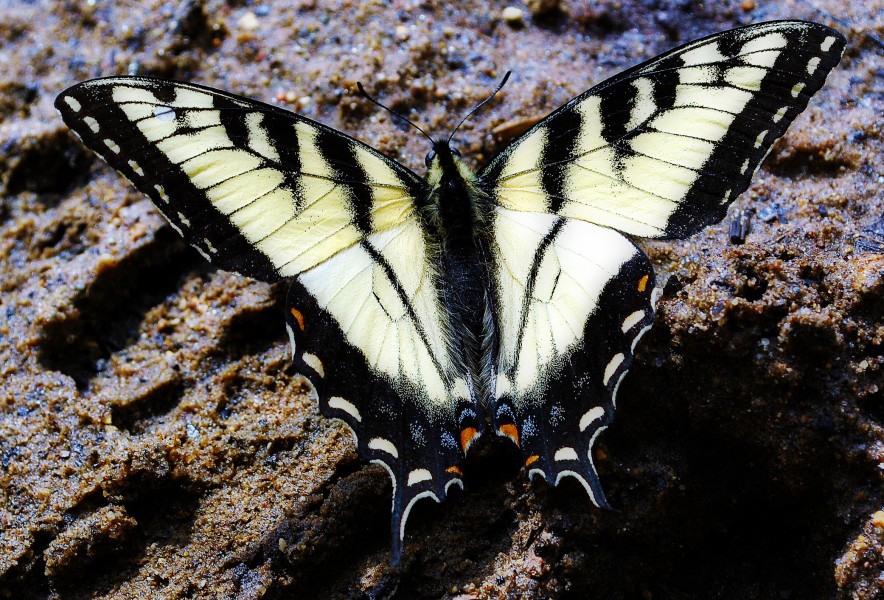 Eastern Tiger Swallowtail (Papilio glaucus) (6932581794)