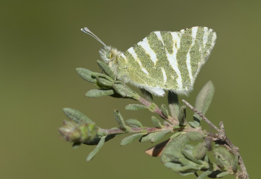 Euchloe belemia - Green-striped White 01