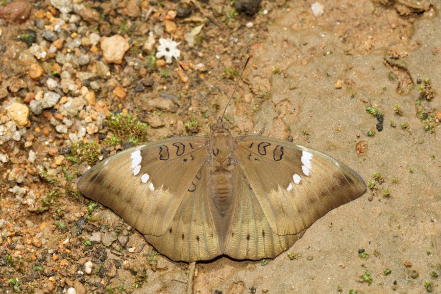 Euthalia aconthea-Kadavoor-2016-06-25-001
