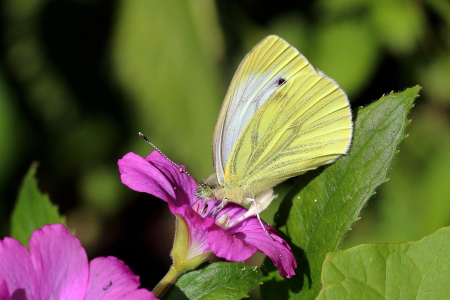 Green-veined white butterfly (Pieris napi) underside second