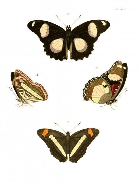 Illustrations of Exotic Entomology I 14