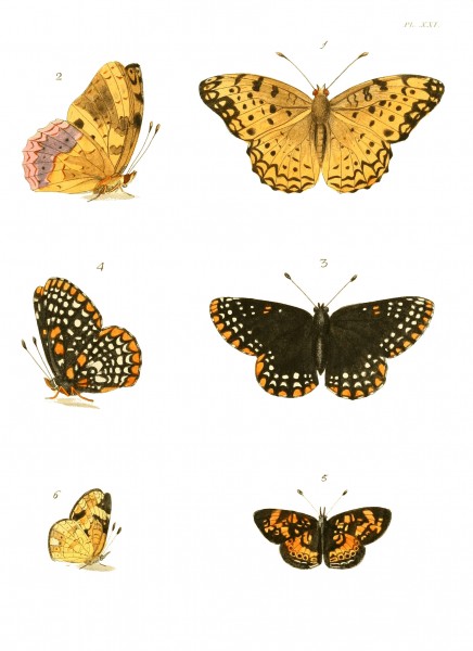 Illustrations of Exotic Entomology I 21