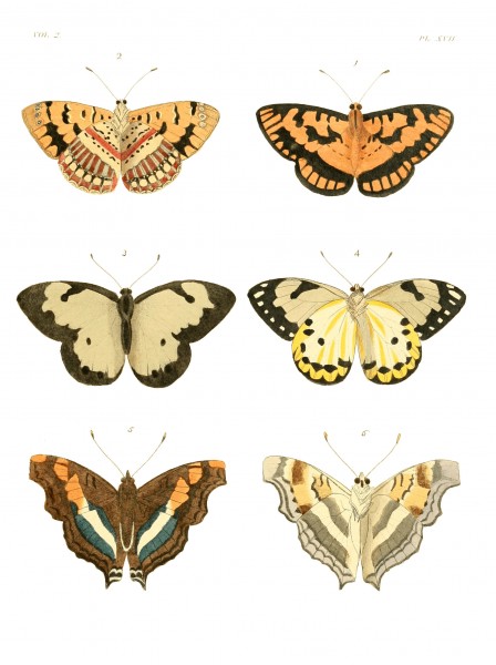 Illustrations of Exotic Entomology II 17
